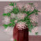 flowers by sketchpad