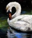 swan swan