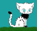 ayham-stars ayham-stars