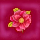 camelia camelia