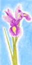 iris iris