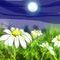 moondaisies by summer