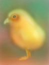 chick