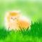 kitten by opalescent