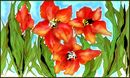 gladiolus