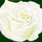 white-rose by jokkio