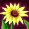 sunflower by maroon5rox