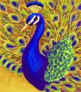 peacock