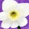 daffodil by maroon5rox