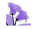translucent-flower translucent-flower