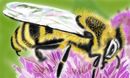 honey-bee