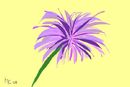 purple-flower