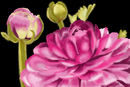 fuschia-colored-flower