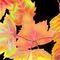 autumn-leaves by rowemartyn