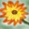 single-flower by flower