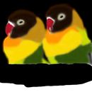 lovebirds