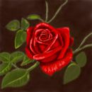 brilliant-red-rose brilliant-red-rose