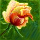 a-rose-for-o