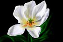 tulip