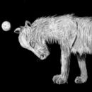 white-wolf
