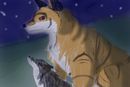 wolf