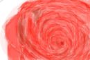 rosa-rara