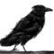 crow by jemarie