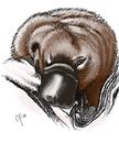 platypus