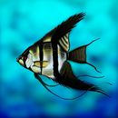 angelfish