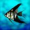 angelfish by andypandy31