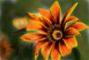 yelloworange-flower