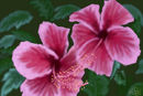 pink-hibiscus