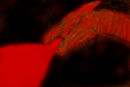 the-red-dragon