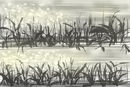 summer-riverside