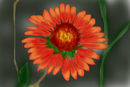 orange-flower