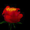 flower by summersea
