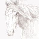 wild-horse