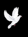 dove-for-sankar