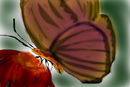 golden-butterfly