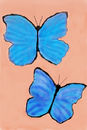 blue-morpho-butterfile