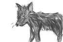grey-kitten