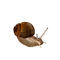 snail by andypandy31