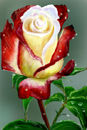 just-for-you