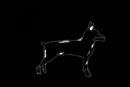 doberman