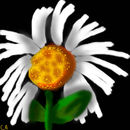 loves-me-loves-me-not