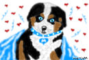 my-puppy-blue-eye