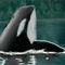 orca by daq