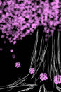 a-falling-cherry-bloss