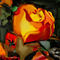 primera-rosa by celia