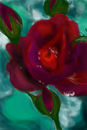 rose